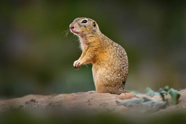 Európai Szárazföldi Mókus Harc Spermophilus Citellus Zöld Füvön Nyáron Részletesen — Stock Fotó