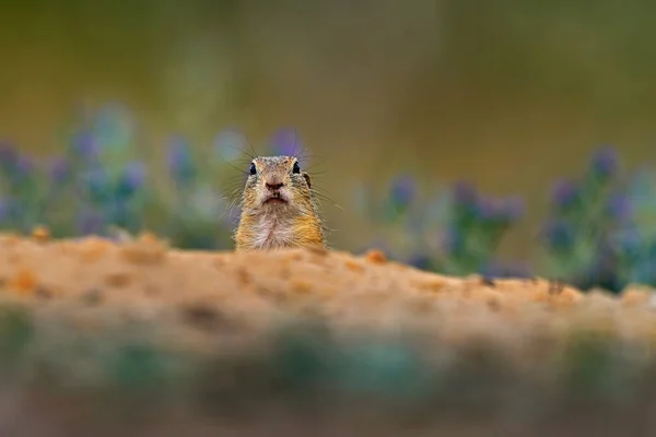 European Ground Squirrel Slagsmål Spermophilus Citellus Sitter Det Gröna Gräset — Stockfoto