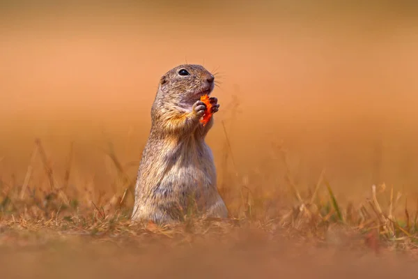 欧洲地松鼠手里拿着胡萝卜吃着 夏天坐在青草上 细细地描绘了德国的动物肖像 大自然的野生动物场景 — 图库照片