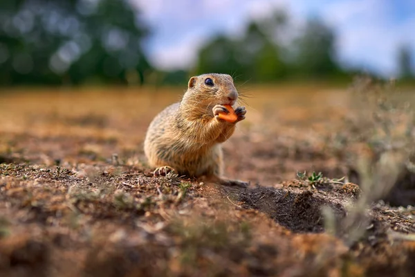 地松鼠 Spermophilus Citellus 夏天坐在绿草中 广角栖息地 捷克共和国 大自然的野生动物场景 嵌套孔 — 图库照片