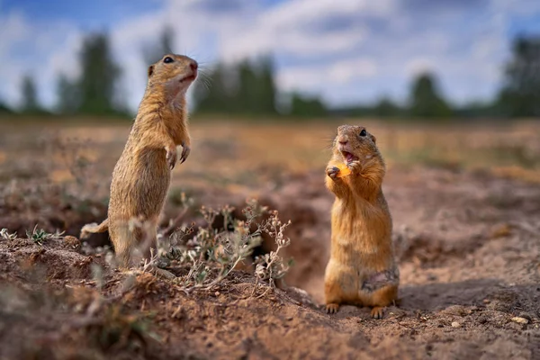 地松鼠 Spermophilus Citellus 夏天坐在绿草中 广角栖息地 捷克共和国 大自然的野生动物场景 嵌套孔 — 图库照片