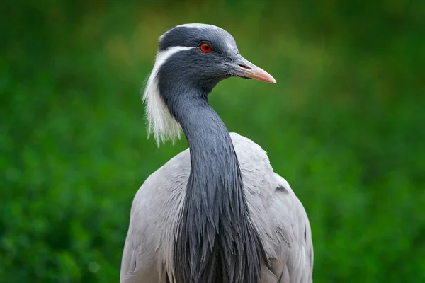 Demoiselle Crane, Anthropoides virgo, bird hidden in the grass near the water. Detail portrait of beautiful crane. Bird in green nature habitat, India, Asia. Wildlife scene from nature. crane portrait