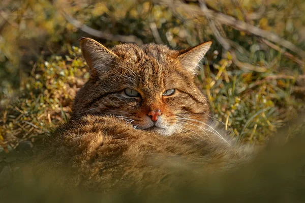 Divoká Kočka Felis Silvestris Zvíře Přírodním Prostředí Lesa Ukryté Zelených — Stock fotografie