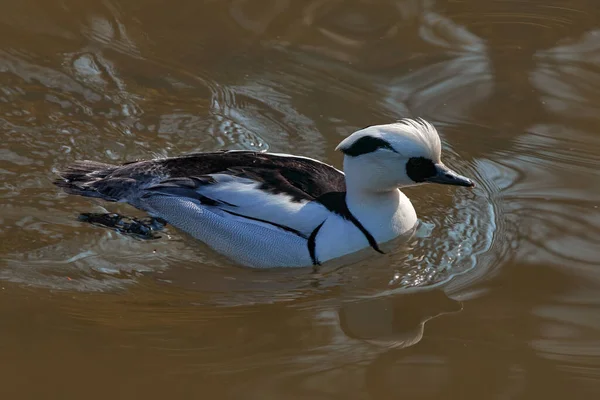 Merellusアルベラス 川の水の中に白い黒いアヒル 自然生息地の鳥 ヨーロッパの野生生物 ドイツで泳いだ — ストック写真