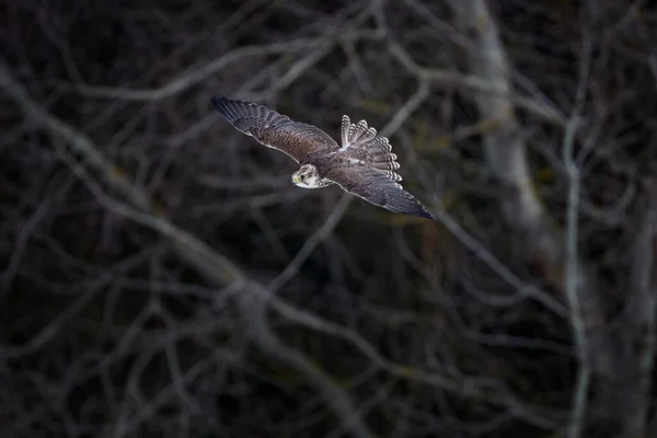 ファルコン飛行 ギャルファルコン ファルコ ルスティコルス 獲物フライの鳥 白い頭を持つ珍しい鳥を飛んでいます 寒い冬の森 ロシアの自然生息地の動物 野生動物のシーンは自然を形成する 木々の上を飛ぶファルコン — ストック写真