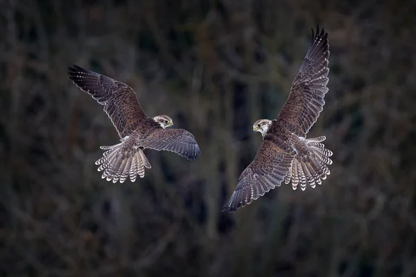 Сокіл Полетів Gyrfalcon Falco Rusticolus Птиця Хижих Летить Рідкісним Птахом — стокове фото