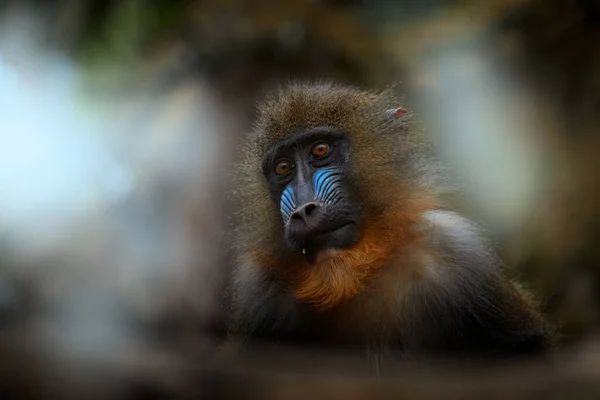 Mandrill Mandrillus Sphinx Sitter Trädgren Mörk Tropisk Skog Djur Naturmiljö — Stockfoto