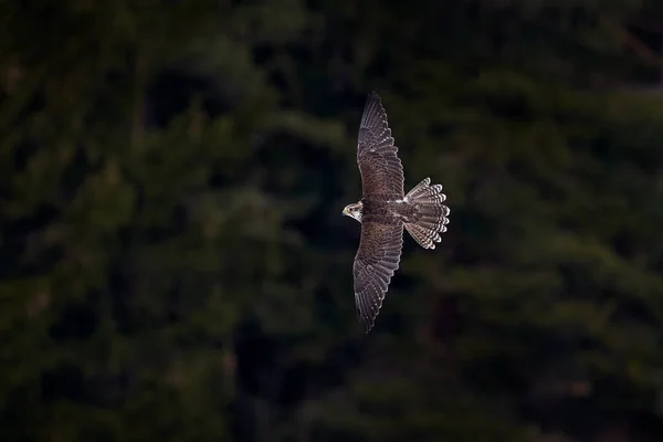 Valk Vlucht Gyrfalcon Falco Rusticolus Roofvogel Vliegende Zeldzame Vogel Met — Stockfoto