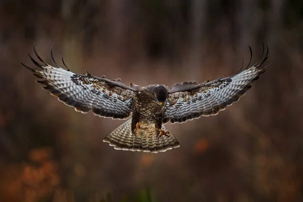 Common Buzzard Buteo Buteo Coniferous Spruce 나뭇가지를 동물의 모습입니다 가문비나무에 — 스톡 사진