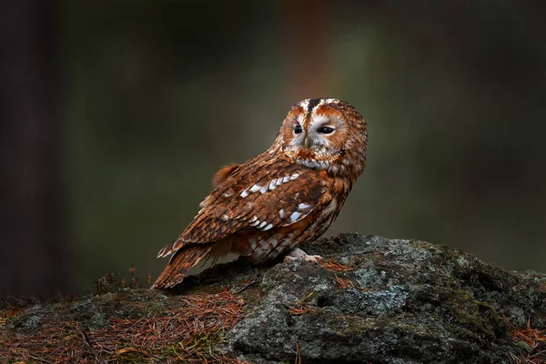 Tawny Owl Sedí Kameni Lese Jasné Zelené Pozadí Krásné Zvíře — Stock fotografie