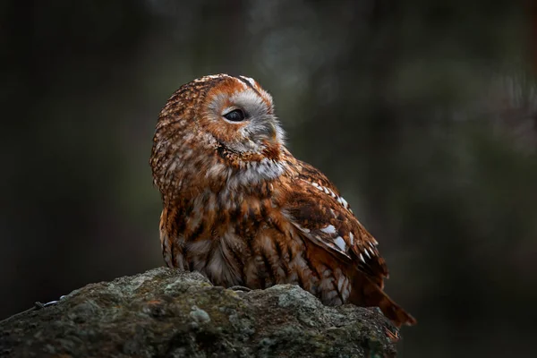 Tawny Owl Sedí Kameni Lese Jasné Zelené Pozadí Krásné Zvíře — Stock fotografie