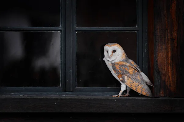 Faune Urbaine Chouette Grange Dans Fenêtre Maison Face Chalet Campagne — Photo