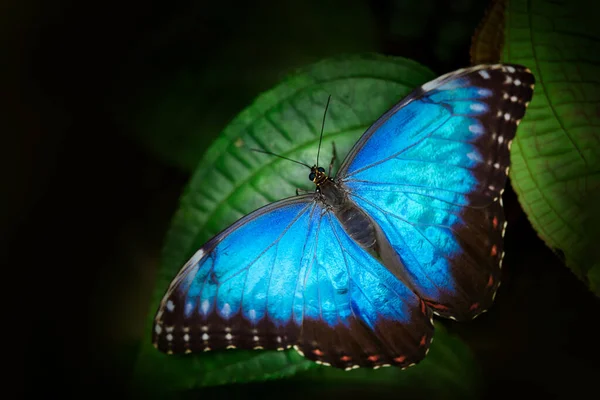 Blue Morpho Morpho Peleides Πεταλούδα Που Κάθεται Στην Πράσινη Άδεια — Φωτογραφία Αρχείου