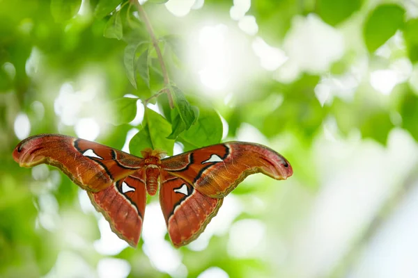 Kelebek Yeşilliğin Üzerinde Oturuyor Doğal Ortamında Tropik Ormandaki Büyük Kelebek — Stok fotoğraf