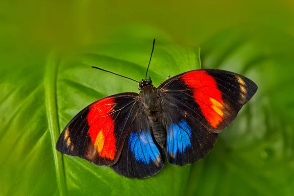 Agrias Amydon Motýl Sedí Zelené Dovolené Přírodním Prostředí Velký Motýl — Stock fotografie
