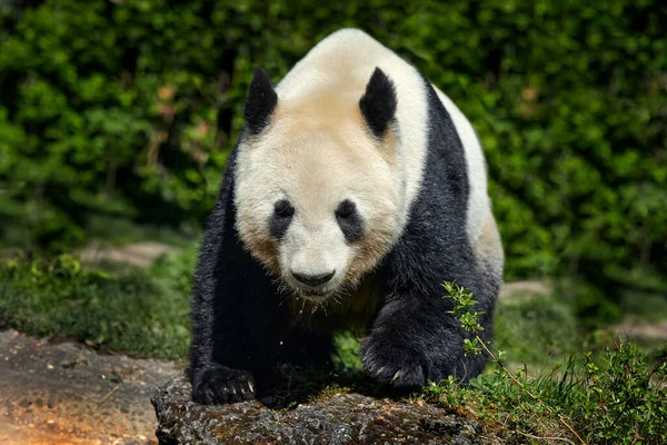 Panda Medve Viselkedés Természet Élőhelyén Giant Panda Portréja Ailuropoda Melanoleuca — Stock Fotó