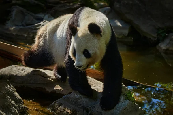 Pandabären Verhalten Sich Natürlichen Lebensraum Porträt Des Großen Pandas Ailuropoda — Stockfoto