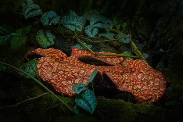 Rafflesia Från Bukit Barisan Selatan Sumatra Indonesien Kroppsblomma Rafflesia Arnoldii — Stockfoto