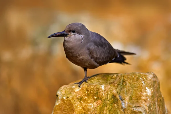 Nka Tern Larosterna Nka Kaya Üstündeki Kuş Peru Sahilinden Tern — Stok fotoğraf