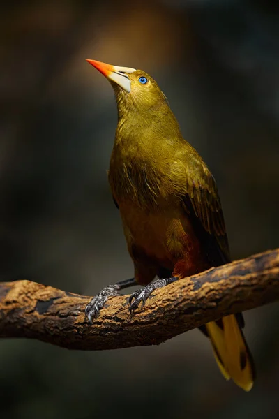 Zielony Oropendola Psarocolius Viridis Ptak Tropikalny Białym Dziobem Niebieskim Oczkiem — Zdjęcie stockowe