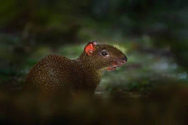 野生生物哥斯达黎加 热带森林里的阿古提自然界中的动物栖息地 绿色丛林 绿色植被中的大野生老鼠 来自哥斯达黎加的动物 森林中的哺乳动物 野生动物 — 图库照片