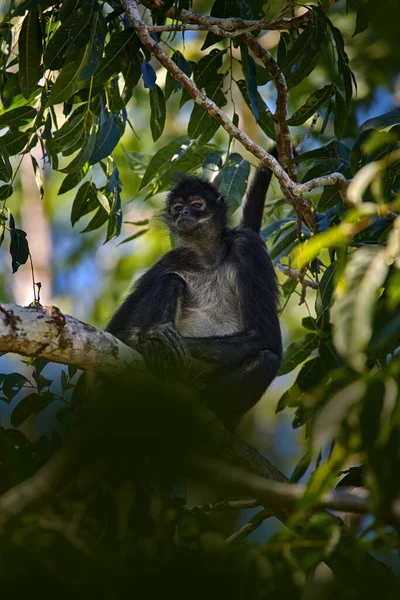 Belize Naturę Małpa Pająk Palmie Zielona Dzika Przyroda Belize Czarnoręki — Zdjęcie stockowe