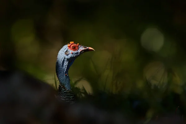 Gutemala Příroda Opuštěný Krocan Meleagris Ocellata Vzácný Bizarní Pták Tikal — Stock fotografie