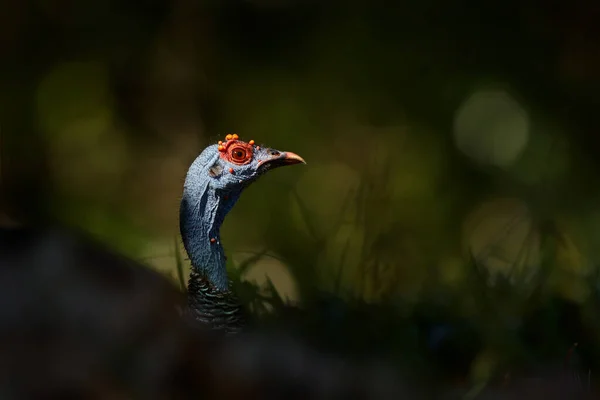 말라의 본성이죠 바다에 칠면조 Meleagris Ocellata Rare Bizar Bird Tikal — 스톡 사진