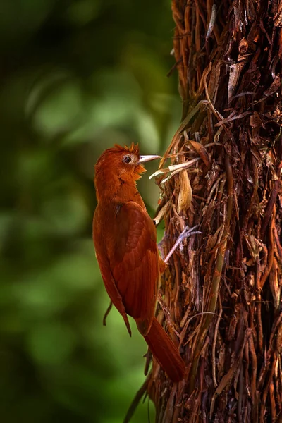 Ruddy Woodcreeper Dendrocincla Homochroa Κόκκινο Καφέ Πουλί Στο Δέντρο Μπελίζ — Φωτογραφία Αρχείου