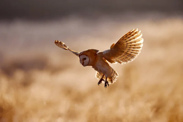 朝の野生動物 イギリスからフクロウ 狩猟バーンフクロウ 朝の野生の鳥いい光 自然の生息地で美しい動物 アクションワイルドライフシーン — ストック写真