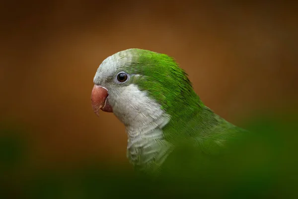 Loro Detalle Verde Blanco Retrato Cerca Periquito Monje Myiopsitta Monachus — Foto de Stock