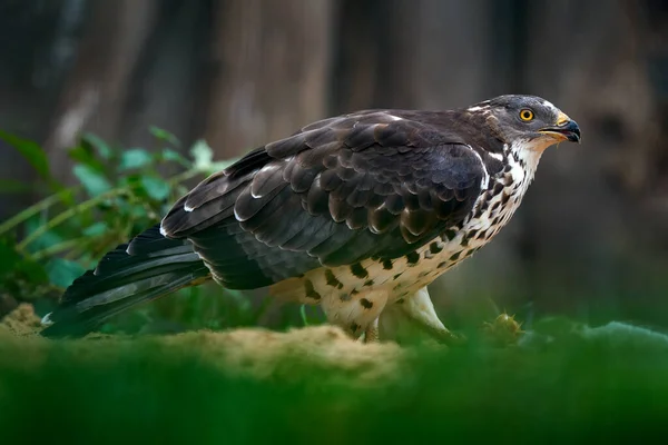 Honingbuizerd Pernis Apivorus Roofvogels Met Vangst Hawk Voedend Gedrag Honingbuizerd — Stockfoto