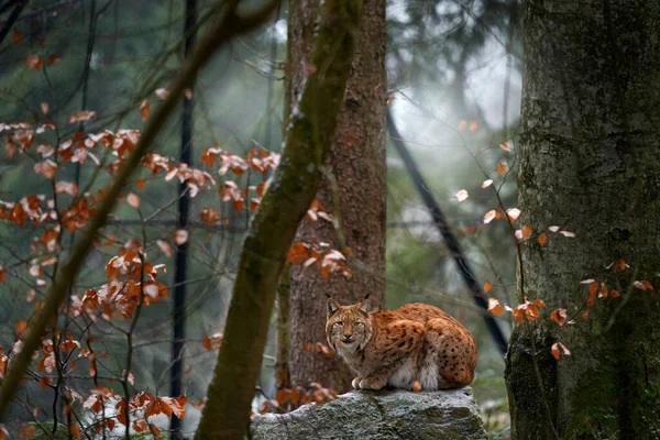 Vida Silvestre Invierno Lince Escondido Lindo Gato Grande Hábitat Condición —  Fotos de Stock