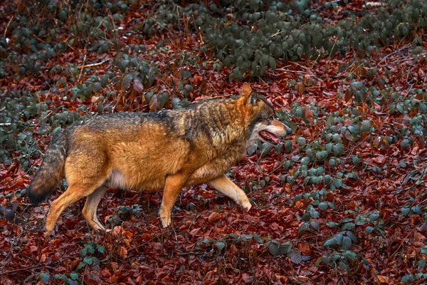 유럽의 눈덮인 늑대입니다 동물의 모습입니다 Canis Lupus 배경에 바위가 폴란드 — 스톡 사진