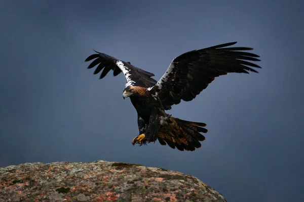 Aquila Adalberti Iberian Imperial Eagle Rare Bird Prey Rock Habitat — Stock Photo, Image