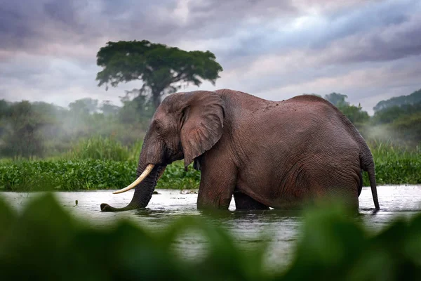 Uganda Wildlife Africa Elephant Rain Victoria Nile Delta Elephant Murchison — Stock Photo, Image