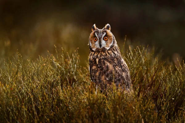 Česká Divoká Zvěř Sova Přírodě Asio Otus Sova Dlouhýma Ušima — Stock fotografie