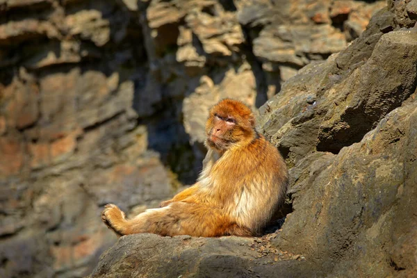 Barbar Macaque Macaca Sylvanus Kayanın Üzerinde Oturuyor Cebelitarık Spanya Doğadan — Stok fotoğraf