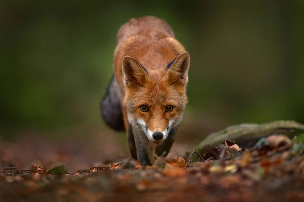 Fox Green Forest Forest Wildlife Cute Red Fox Vulpes Vulpes — Stock Photo, Image