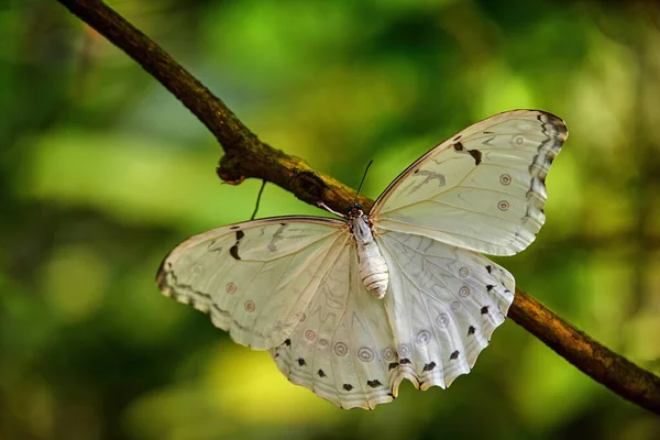 Bílý Motýl Zelených Listech Tropické Džungli Morpho Polyphemus Bílý Morpho — Stock fotografie