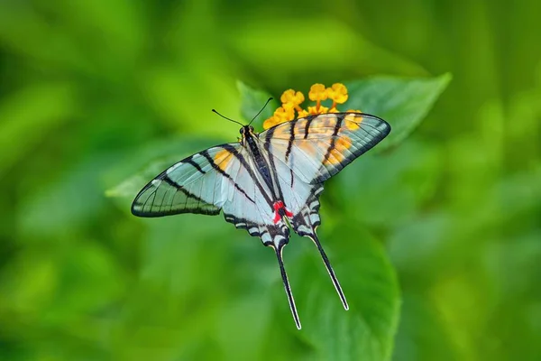 Faune Tropicale Eurytides Epidaus Mexican Kite Swallowtail Beau Papillon Aux — Photo