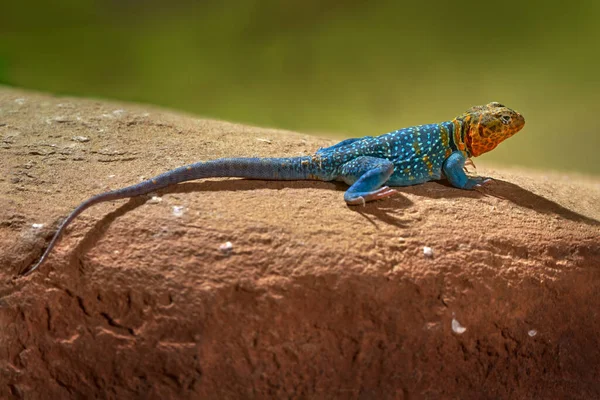 Mexico Wildlife Crotaphytus Collaris Eastern Collared Lizard Old Tree Trunk — Stock Photo, Image