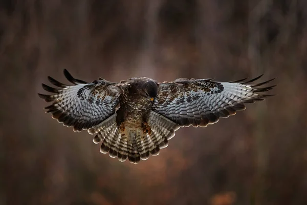 Ormanda Sonbahar Yaban Hayatı Uçar Sonbahar Yaban Hayatı Yırtıcı Kuş — Stok fotoğraf