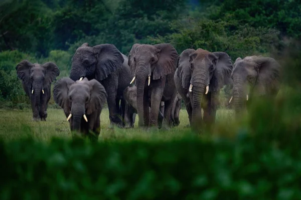 Uganda Vadvilága Afrika Elefánt Esőben Victoria Nile Delta Elefánt Murchison — Stock Fotó