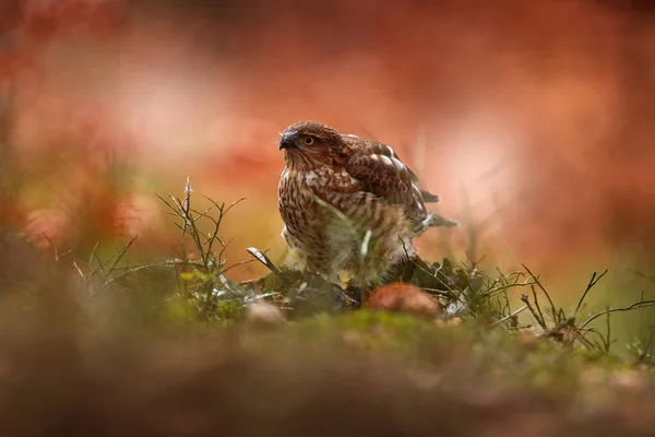 Bird behavior, hawk with songbird catch. Sparrowhawk, Accipiter nisus, sitting green tree trunk in the forest with caught little songbird. Wildlife animal scene from nature. Eurasian Bird in the winter forest habitat.