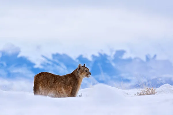 Puma Karlı Kış Ortamı Torres Del Paine Şili Vahşi Büyük — Stok fotoğraf