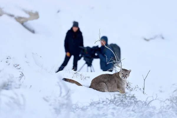 Puma with man film-maker, nature winter habitat with snow, Torres del Paine, Chile. Wild big cat Cougar, Puma concolor. Mountain Lion. Wildlife scene from nature. Moviemaker in snow.