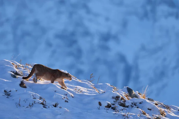 Puma Natur Vinterbonad Med Snö Torres Del Paine Chile Wild — Stockfoto