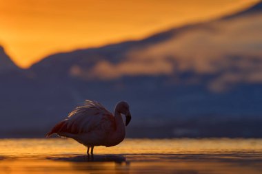 Şilili flamingolar, Phoenicopterus chilensis, uzun boyunlu güzel pembe kuşlar, suda dans ediyorlar, Şili, Amerika 'daki doğal ortamlarda hayvanlar. Patagonya 'dan Flamngo Torres del Paine.