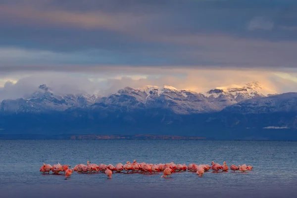hilean flamingos, Phoenicopterus chilensis, nice pink big birds with long necks, dancing in water, animals in the nature habitat in Chile, America. Flamngo from Patagonia, Torres del Paine.